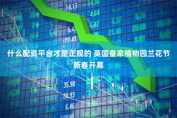 什么配资平台才是正规的 英国皇家植物园兰花节新春开幕